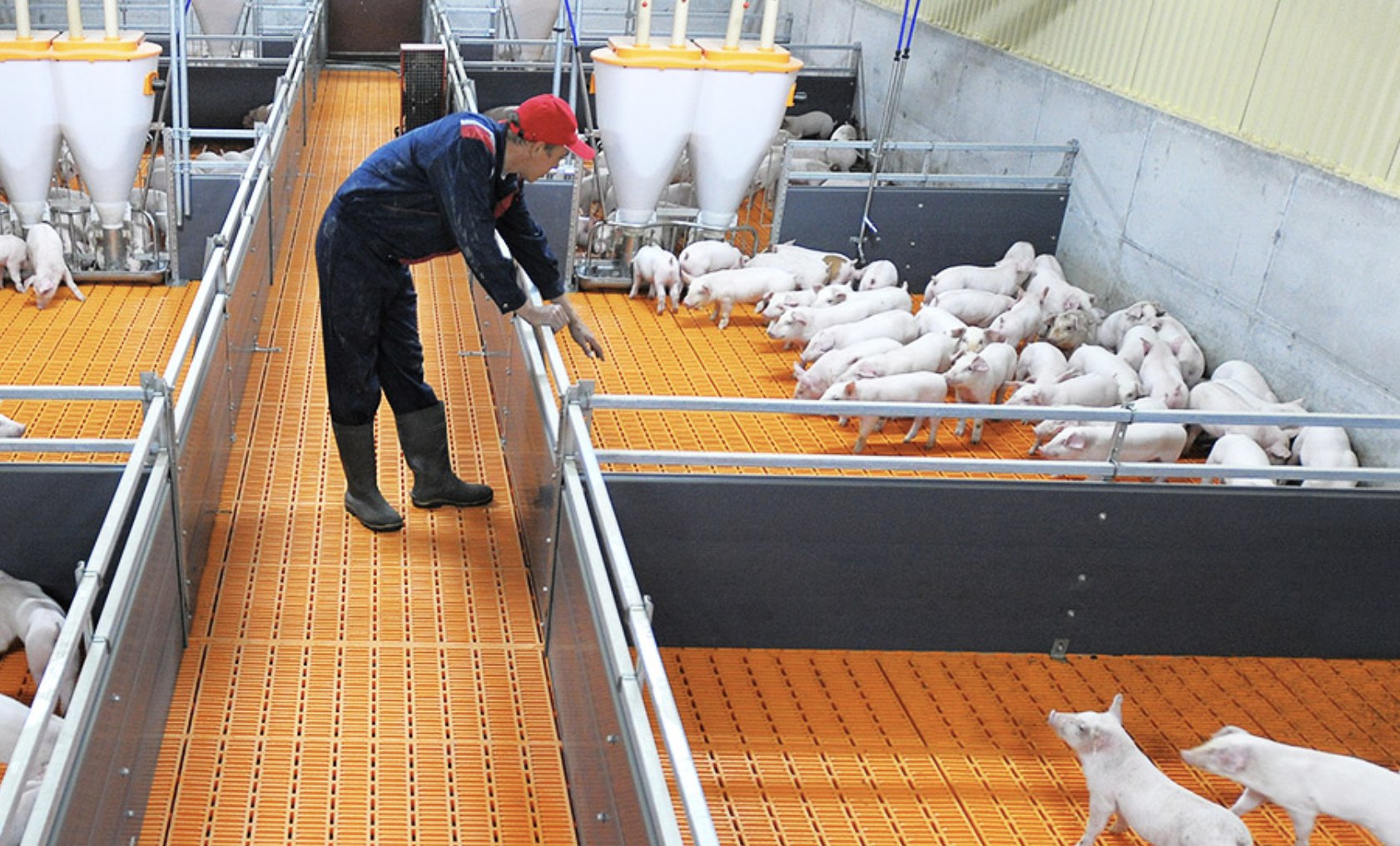 Агрофирма закупает куриные яйца 30 50 42. Агротек Камчатский край поставка.